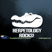 Alligator Crocodile Herpetology Rocks Car Decal