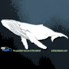Humpback Whale Car Decal
